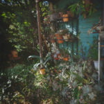 庭のアガベ植物と多肉植物